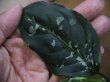 画像1: Aglaonema pictum "Noloty" from Aceh Selatan 【HW0418-01】