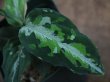 画像1: Aglaonema pictum multicolor DCF from Sibolga Utara 【HW0818-04e】