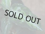 画像: Aglaonema pictum multicolor DCF from Sibolga Utara 【HW0818-04e】