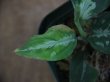 画像4: Aglaonema pictum multicolor DCF from Sibolga Utara 【HW0818-04e】