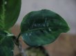 画像3: Aglaonema pictum tricolor from Aceh Selatan 【HW0418-01】