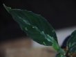 画像4: Aglaonema pictum bicolor "Lancer"  from Sibolga Timur 【HW0915-09a】