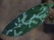 画像1: Aglaonema pictum bicolor "Lancer"  from Sibolga Timur 【HW0915-09a】