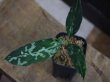 画像2: Aglaonema pictum bicolor "Lancer"  from Sibolga Timur 【HW0915-09a】