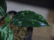 画像3: Aglaonema pictum bicolor "Lancer"  from Sibolga Timur 【HW0915-09a】