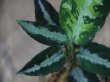 画像3: Aglaonema pictum multicolor DCF from Sibolga Utara【HW0818-04e】(5)