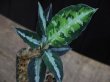 画像1: Aglaonema pictum multicolor DCF from Sibolga Utara【HW0818-04e】(5)