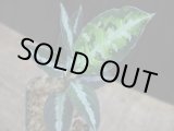 画像: Aglaonema pictum multicolor DCF from Sibolga Utara【HW0818-04e】(5)