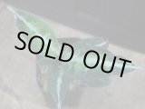 画像: Aglaonema pictum multicolor DCF from Sibolga Utara【HW0818-04e】(7)