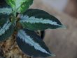 画像4: Aglaonema pictum multicolor DCF from Sibolga Utara【HW0818-04e】(5)
