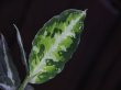 画像2: Aglaonema pictum multicolor DCF from Sibolga Utara【HW0818-04e】(5)