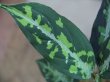 画像5: Aglaonema pictum tricolor "K" from Tigalingga【HW0818-XG】
