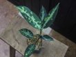 画像1: Aglaonema pictum tricolor "K" from Tigalingga【HW0818-XG】