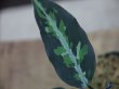 画像3: Aglaonema pictum tricolor "K" from Tigalingga【HW0818-XG】