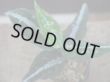 画像: Aglaonema pictum "Durian Cutter A" from Sibolga Utara【HW0418-08a】
