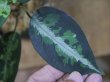 画像4: Aglaonema pictum tricolor "K" from Tigalingga【HW0818-XG】