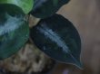 画像5: Aglaonema pictum tricolor from Tigalingga【HW0219-01c】
