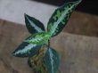 画像1: Aglaonema pictum tricolor from Aceh Selatan_2 【HW0818-02】