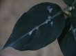 画像3: Aglaonema pictum from Tigalingga【HW0818-XG】(1)