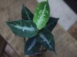 画像1: Aglaonema pictum tricolor from Tigalingga【HW0219-01c】