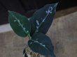 画像1: Aglaonema pictum from Tigalingga【HW0818-XG】(1)