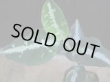 画像: Aglaonema pictum multicolor from Sibolga Utara【HW0818-06h】