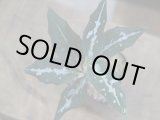 画像: Aglaonema pictum AT from Tigalingga【AZ0119-1e】