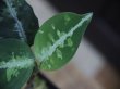 画像2: Aglaonema pictum multicolor "熱波" from Tigalingga【HW0219-01c】