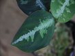 画像4: Aglaonema pictum multicolor "熱波" from Tigalingga【HW0219-01c】