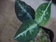 画像1: Aglaonema pictum multicolor "熱波" from Tigalingga【HW0219-01c】