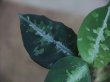 画像3: Aglaonema pictum multicolor "熱波" from Tigalingga【HW0219-01c】