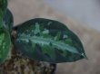画像4: Aglaonema pictum multicolor 13冬 B-7 from Sibolga Timur【AZ0913-4】