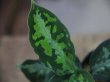 画像2: Aglaonema pictum multicolor 13冬 B-7 from Sibolga Timur【AZ0913-4】