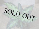 画像: Aglaonema pictum"RGM"JCS-c from Sumatra barat【AZ0514-5a】