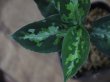 画像3: Aglaonema pictum multicolor 13冬 B-7 from Sibolga Timur【AZ0913-4】
