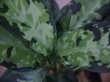 画像4: Aglaonema pictum"RGM"JCS-c from Sumatra barat【AZ0514-5a】