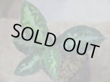 画像: Aglaonema pictum multicolor 13冬 B-7 from Sibolga Timur【AZ0913-4】