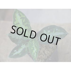 画像: Aglaonema pictum multicolor 13冬 B-7 from Sibolga Timur【AZ0913-4】