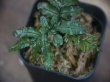 画像2: Trichomanes pinnatum from Iquitos Peru tanakay便新着