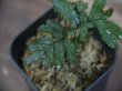 画像3: Trichomanes pinnatum from Iquitos Peru tanakay便新着