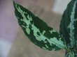 画像3: Aglaonema pictum tricolor DCF from Sibolga Utara【0818-04c】