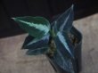 画像1: Aglaonema pictum from Sibolga Timur【HW0819-05f】