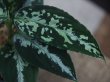 画像2: Aglaonema pictum tricolor DCF from Sibolga Utara【0818-04c】