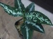 画像4: Aglaonema pictum tricolor DCF from Sibolga Utara【0818-04c】