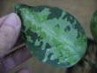 画像3: Aglaonema pictum multicolor lv.3.8 from Pulau Nias 【HW0819-01t】No.2