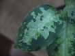 画像2: Aglaonema pictum multicolor lv.3.8 from Pulau Nias 【HW0819-01t】No.2