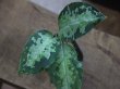 画像1: Aglaonema pictum multicolor lv.3.8 from Pulau Nias 【HW0819-01t】No.2