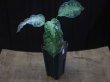 画像4: Aglaonema pictum multicolor lv.3.8 from Pulau Nias 【HW0819-01t】No.3