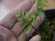 画像3: Trichomanes pinnatum from Iquitos Peru 