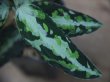 画像2: Aglaonema pictum multicolor lv4.0 from Sibolga Timur 【HW0819-05i】No.1 NEW!